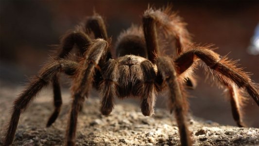 72 Dangerous Animals: Australia izle