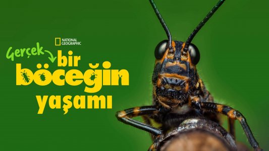 A Real Bug's Life izle