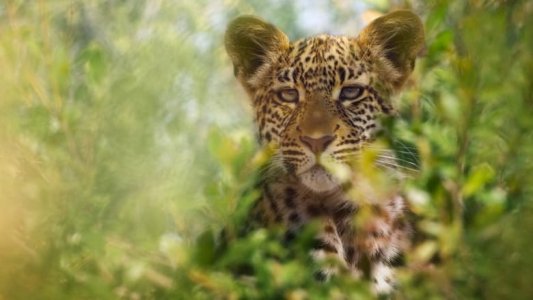 Animal izle