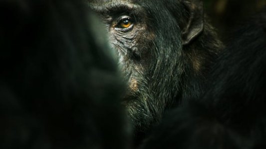 Chimp Empire izle