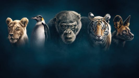 Dynasties izle