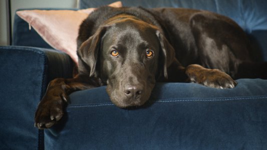 The Hidden Lives of Pets