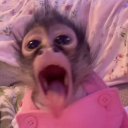 Kermit