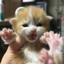 senajr