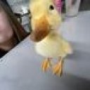 Laydduck